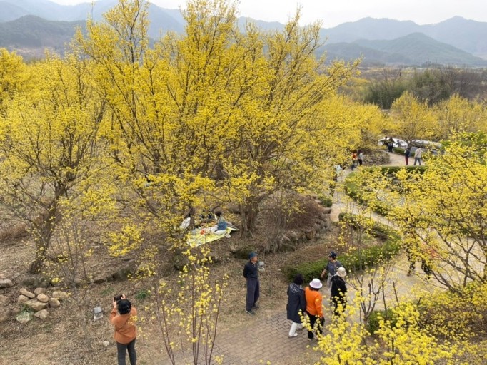 구례 산수유꽃축제(3월)